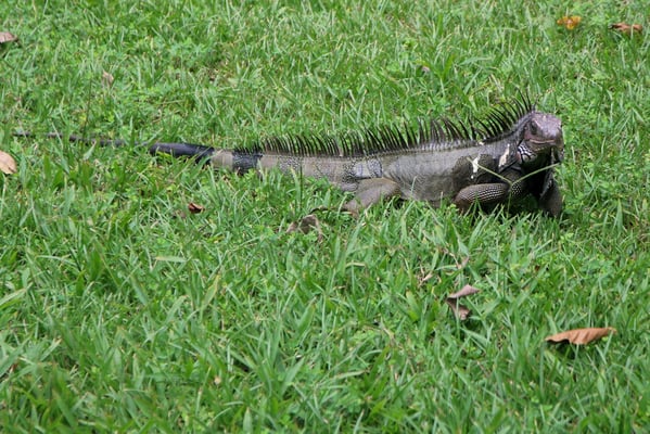 Leguan vor dem Hotelzimmer