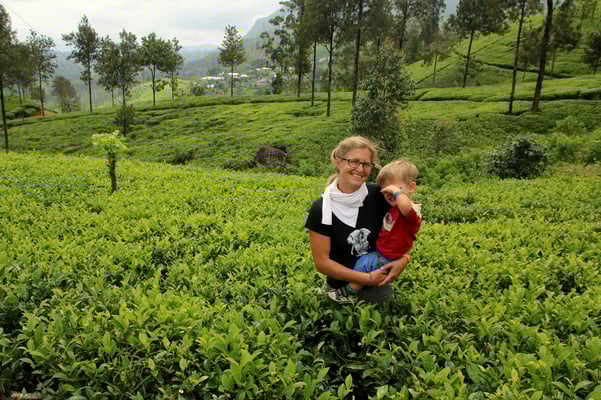 Die riesigen Teeplantagen sind wunderschön, wenn auch fast schon Monokulturen, was die Briten hier erschafft haben