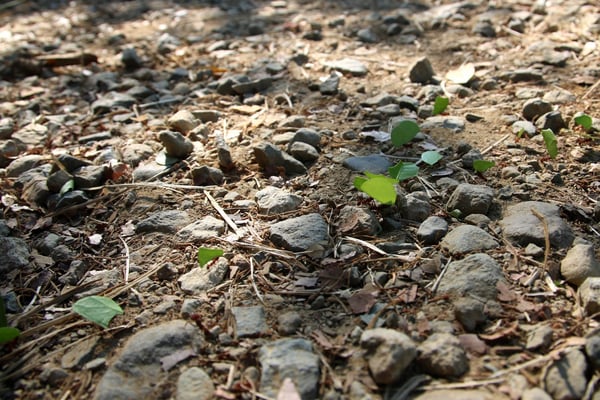 Unendliche Strassen der omnipräsenten Baumschneiderameisen