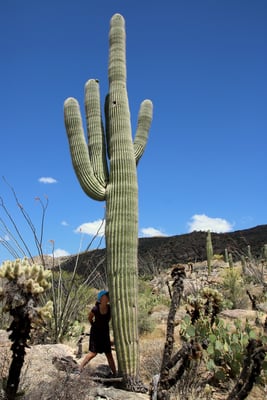 Adina mit stacheligem Freund... Saguaro-Kaktus im gleichnamigen Nationalpark.