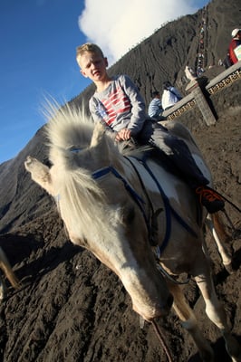 Die Faulen nahmen das Pferd zu Hilfe