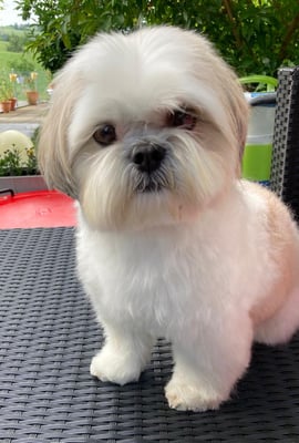Angie, Shih Tzu
