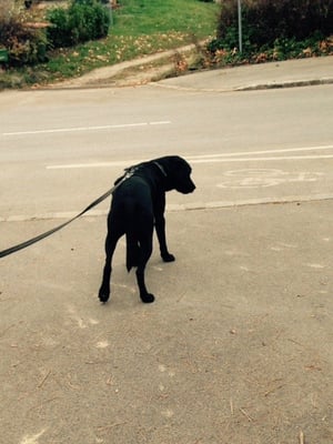 Typisch für Lucky: An den Kreuzungen gilt es ordentlich zu überlegen