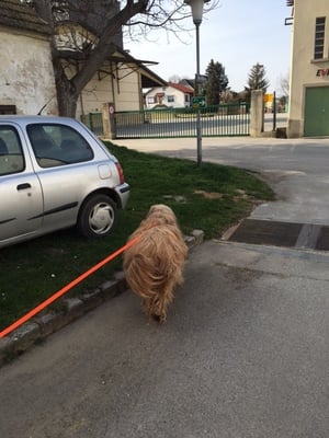 Viele Kreuzungen waren zu bewältigen