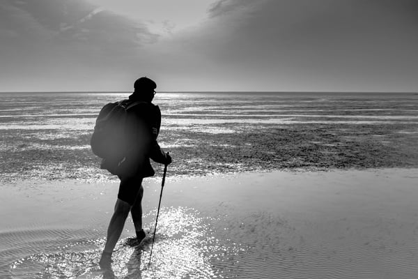 Wattläufer im Gegenlicht