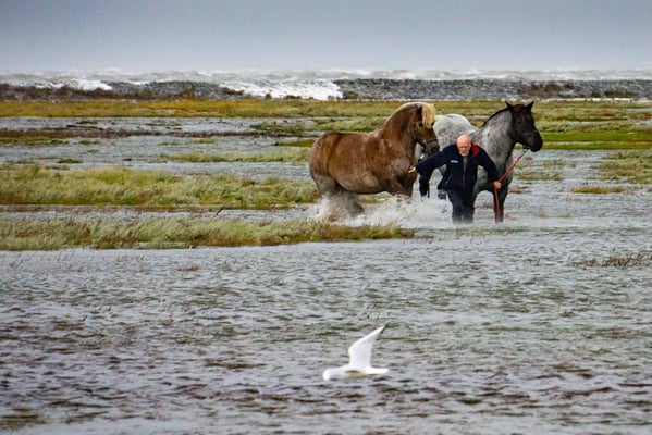 Rettungsaktion Pferde bei Hochwasser
