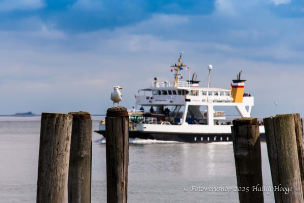 Hallig Hooge, Fähre