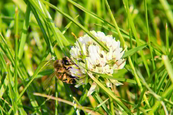 Biene auf dem Klee