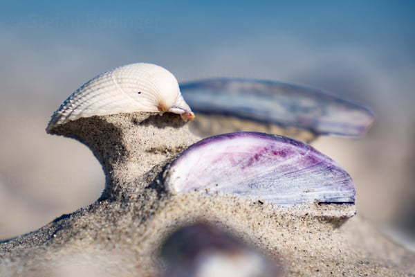 Hallig Hooge, Wattwanderung, Muschel auf Sand