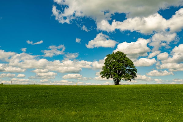 Frühling, Himmel, Baum und Wiese