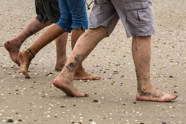 Hallig Hooge, Wattwanderung