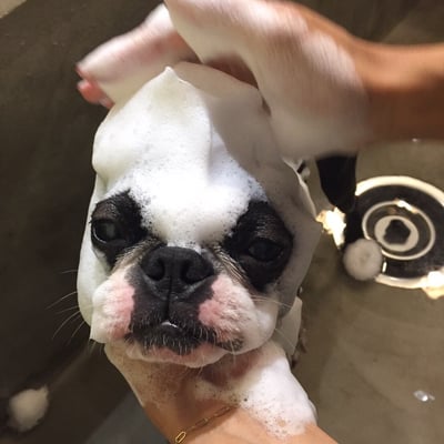 DOG SALON SEALY　ドッグサロンシーリー　表参道　南青山　外苑前　神宮前　トリミングサロン　射手今日子　イデキョウコ　トイプードル