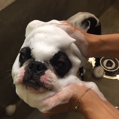 DOG SALON SEALY　ドッグサロンシーリー　表参道　南青山　外苑前　神宮前　トリミングサロン　射手今日子　イデキョウコ　トイプードル