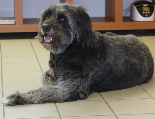 ...nach Kundenwunsch geschoren