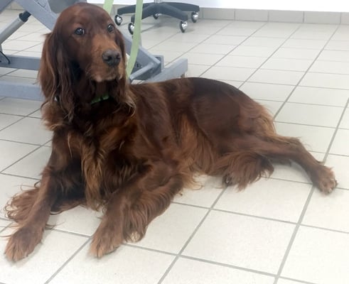 Irish Setter Hündin Giska