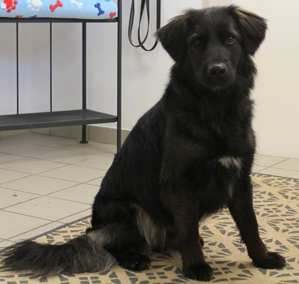 ...Unterwolle entfernen, Baden (leider zu viel Angst vor dem  Föhnen) -aber sehr lieb.