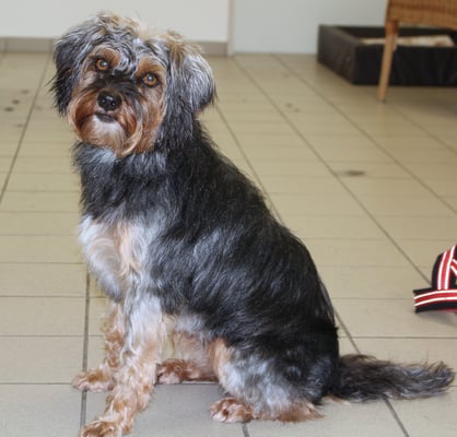 Roxy nach dem Baden und Unterwolle entfernen. -Sie hat das super gemacht!