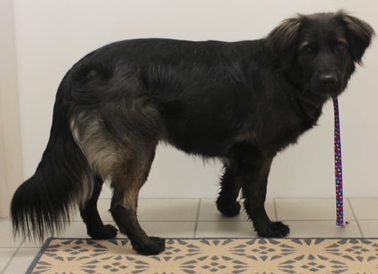 Olinka's erster Besuch im Hundesalon...