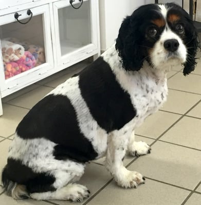 ...auf Wunsch der Besitzer geschoren.