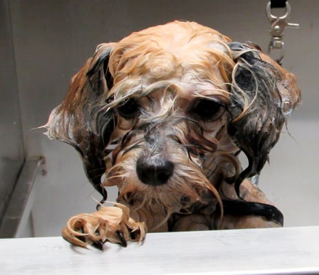 ...noch etwas misstrauisch in der Badewanne...