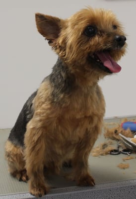 muss aufgrund von Zahnproblemen beim Mund kurz geschnitten sein...