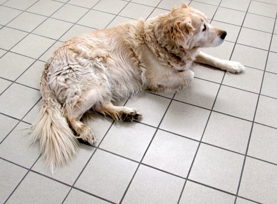 Golden Retriever Bommel