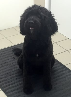 Barbet...nach dem Baden und Scheren...