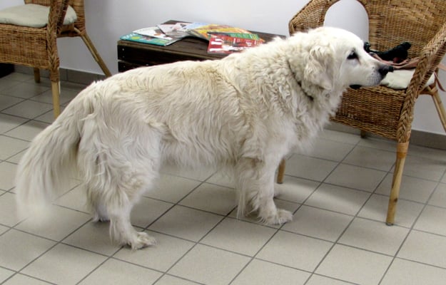 Golden Retriever Biggi