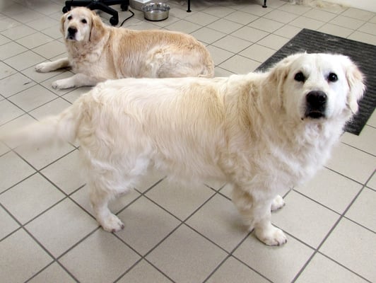 nach dem Baden und Unterwolle entfernen