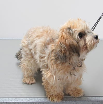 Bolonka-Welpe Lea...