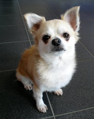 mit Effilierschere kurz geschnitten