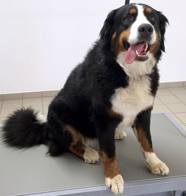 Berner-Sennen-Woche ;-)