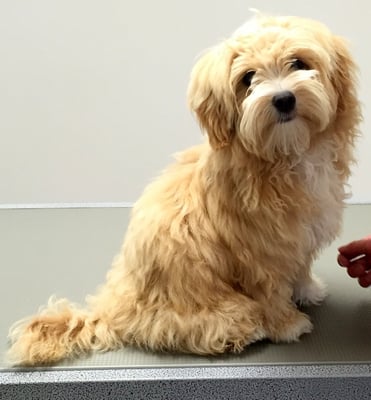Bolonka-Welpe Gillou bei seinem ersten Besuch im Hundesalon...