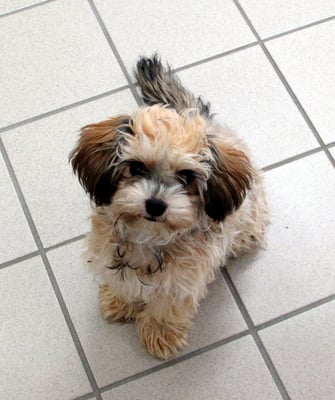 ...beim ersten Besuch im Hundesalon...