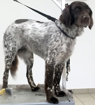 Unterwolle entfernen, in Form schneiden