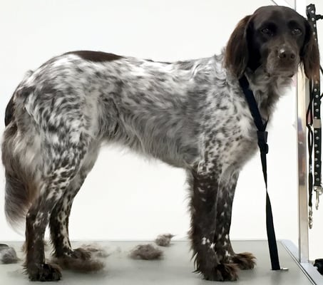 Kleiner Münsterländer "Cini"