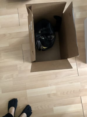 Smokey in the box photo by Sae 