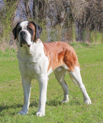 V'Barry Du Grand San Bernard