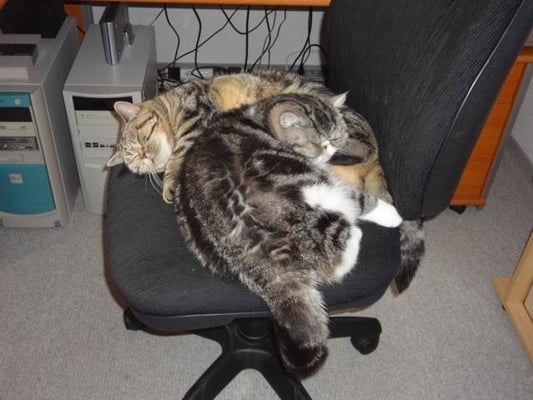 Auch im Büro lässt es sich gut schlafen