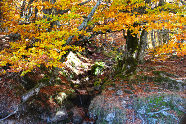 El Hayedo de la Pedrosa