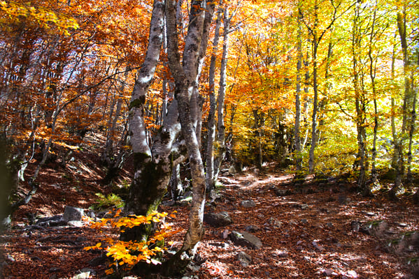 Hayedo de la Pedrosa