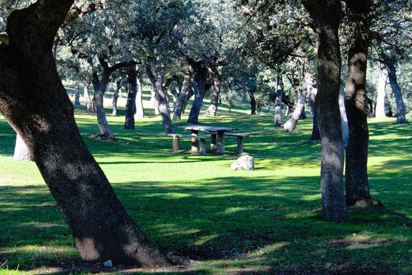 Bosque del Palacio Real de Riofrío en Segovia