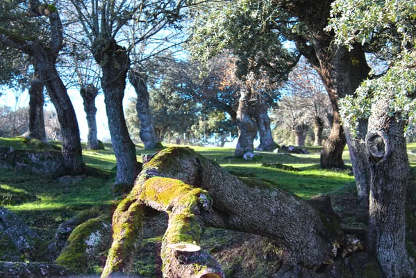 Bosque del Palacio Real de Riofrío en Segovia