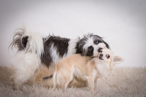 Wilma och Nellie busar