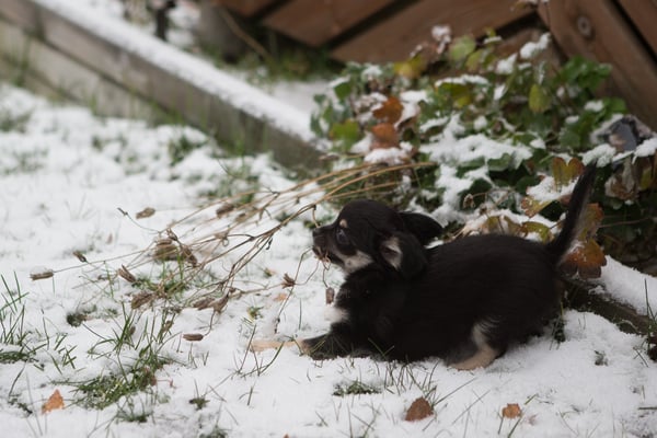 Finns mycket att busa med när man är liten valp