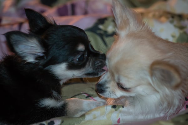 Älskar dig, syrran...