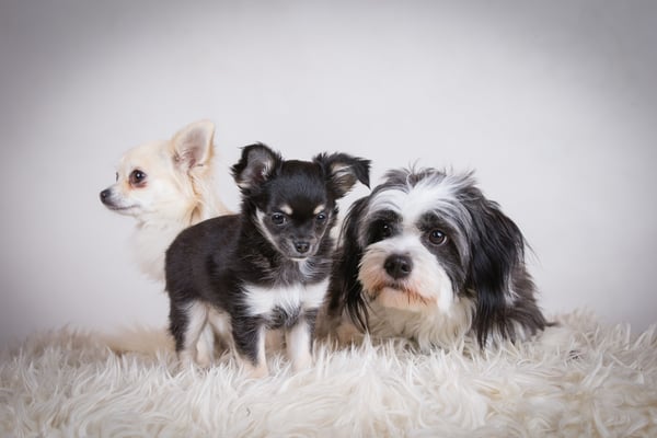 Nellie, Molly och Wilma