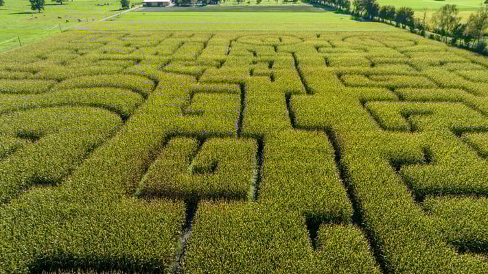 RhyLa Maislabyrinth Bodensee St. Gallen