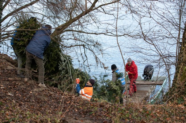 Laichbäume versenken Januar 2022. (Foto CC)