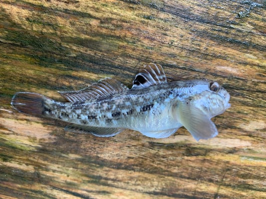 Schwarzmeergrundel. (Foto PC)